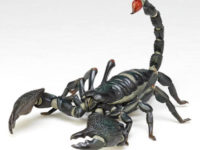 【可動生物フィギュア】リボジオ「ダイオウサソリ」【Amazon予約開始】の画像