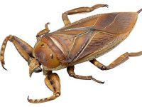 【海洋堂】REVO GEO「タガメ」可動フィギュア 予約開始の画像