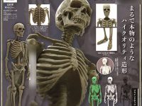 【ガチャガチャ】「1/12 ヒト骨格」発売決定、まるで本物のようなハイクオリティ造形の画像