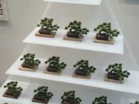 【ミニチュア】1/12スケール「盆栽 プラモデル」今年発売の画像