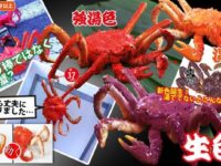 【魚介類】「タラバ蟹 アクションフィギュア」に新色登場！37センチのビッグサイズの画像