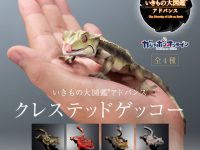 いきもの大図鑑アドバンス「クレステッドゲッコー」ガシャポンオンラインで販売開始の画像