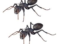 【アリ】REVO GEO(リボジオ) 「クロオオアリ(2体セット)」可動フィギュア 本日予約開始の画像