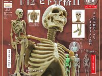 【ボックストイ】SO-TA「博物モデリング倶楽部・壱  1/12ヒト骨格Ⅱ」発売決定の画像